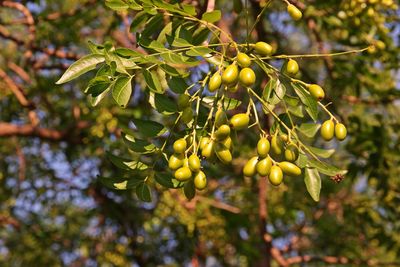 Close-up of fruits growing on tree