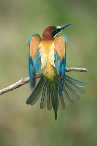 Close-up of bee-eater  against blurred background