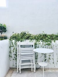 Potted plant on table against white wall