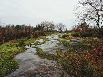 Wet road by trees against sky