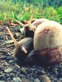 Close-up of snail on field