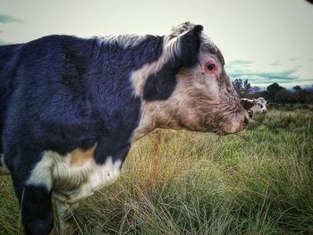 Cows standing on grassy field against sky