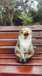 Close-up of cat yawning by tree