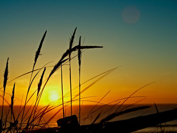 Silhouette plants growing against sky during sunset