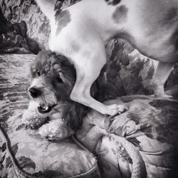 Dog with dog in background