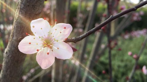 Close-up of flower growing on tree