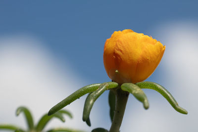 Close-up of flowering plant against sky