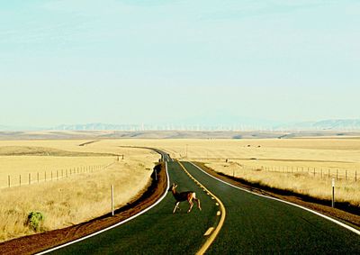 Road passing through field