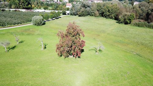 Scenic view of tree on grass