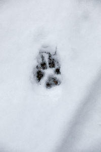 High angle view of horse on snow covered field