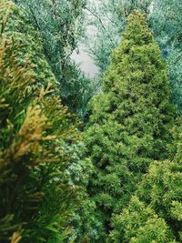 Trees growing in forest