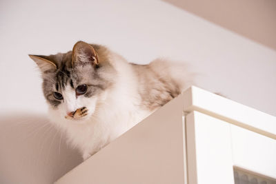 Cat looking away