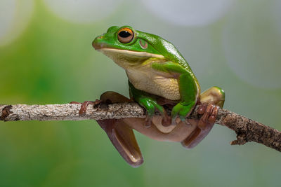White lipped frog in branch