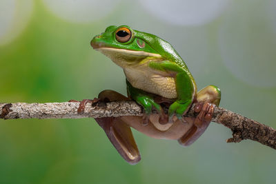 Close-up of frog on branch