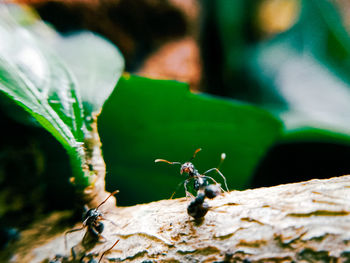 Close-up of ant on rock