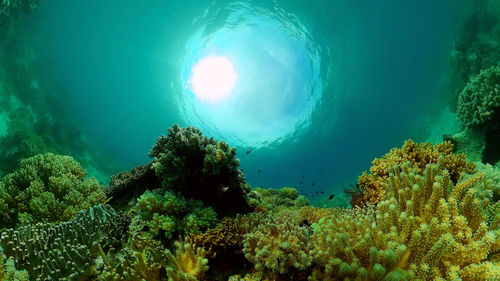 sea
