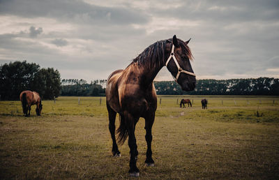 Horses in ranch