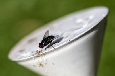 High angle view of fly on leaf