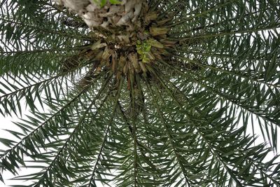 Low angle view of palm tree