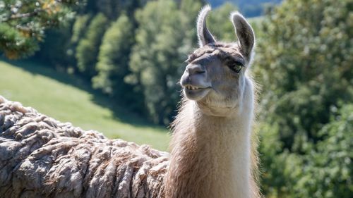 Close-up of an lama looking away