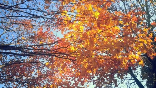 Low angle view of trees