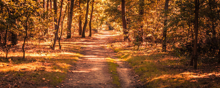 Footpath amidst trees in forest during autumn