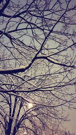 Low angle view of bare tree against sky