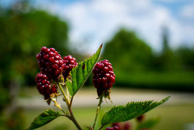 Close-up of strawberry growing on plant