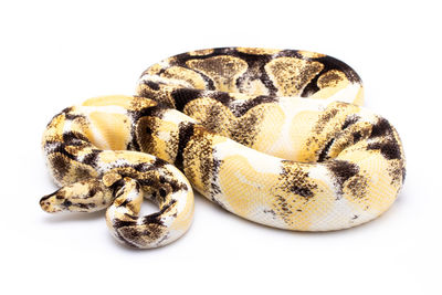 Close-up of snake against white background