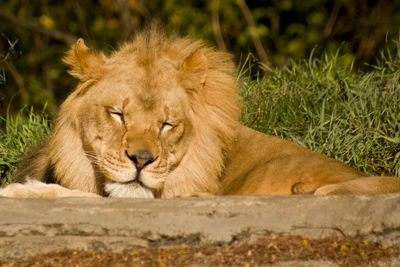 Close-up of lion