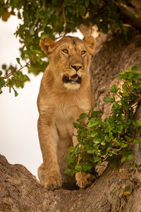 Young lion sits in tree looking right