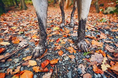 Low section of dog on field during autumn