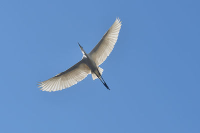 Low angle view of bird flying against clear blue sky