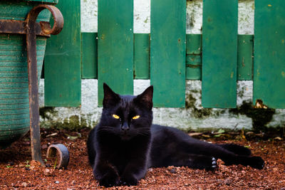 Portrait of black cat sitting on footpath