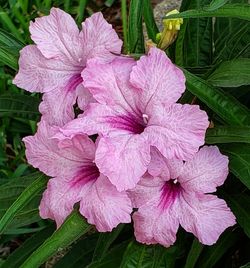 Close-up of pink flowering plant