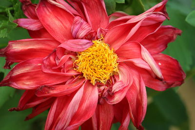 Close-up of yellow flower