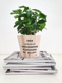 Close-up of potted plant on book against white background
