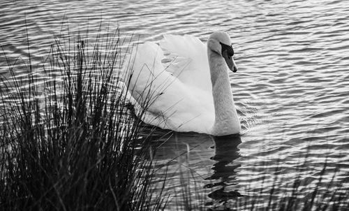 Swan swimming in lake