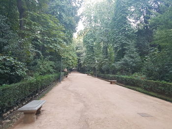 Road amidst trees in forest