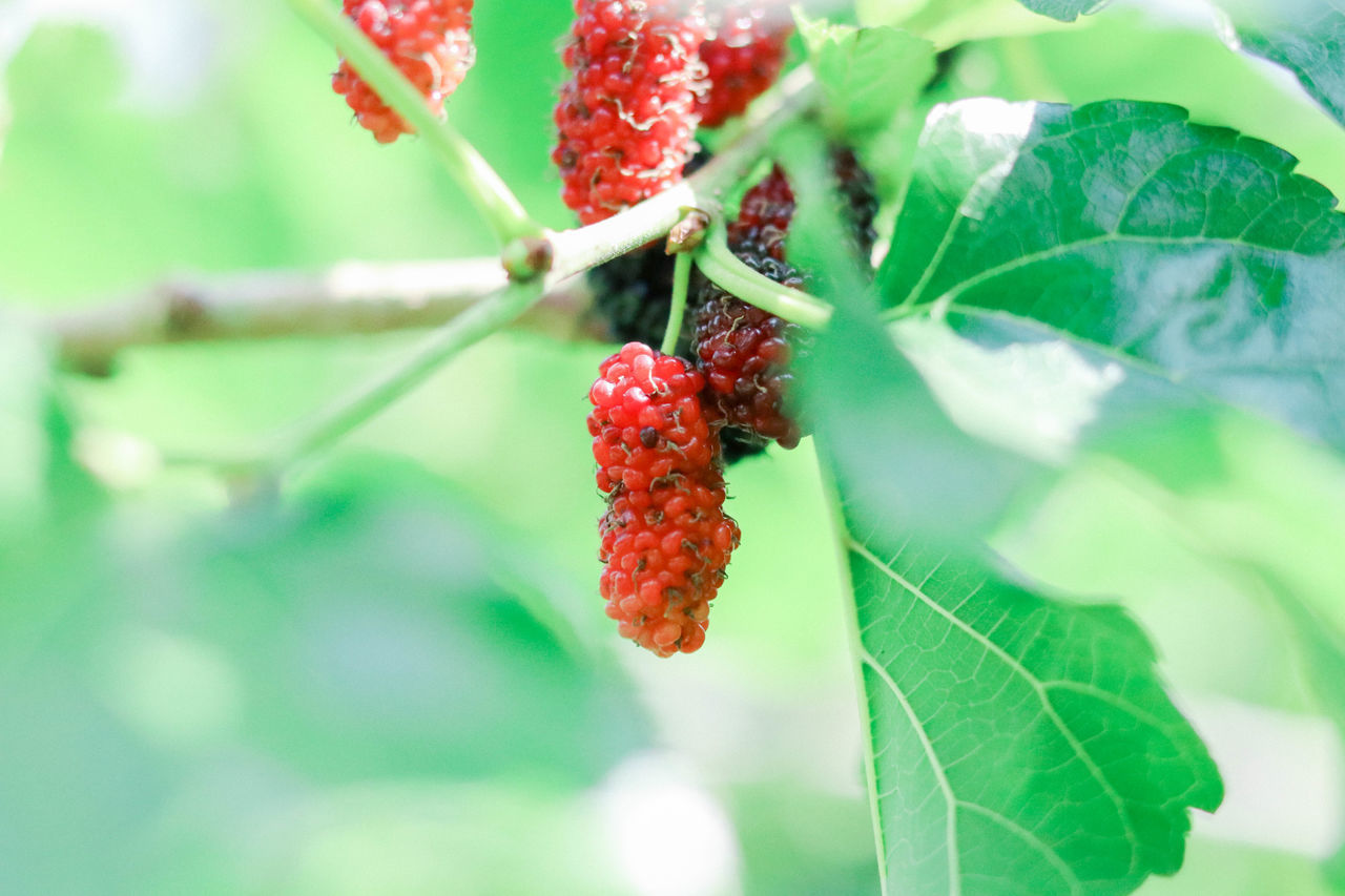 CLOSE-UP OF STRAWBERRY ON PLANT