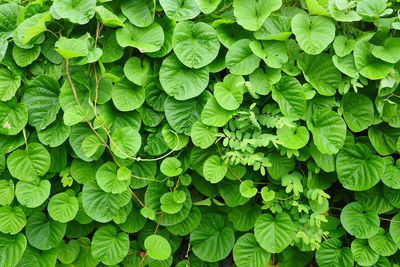 Full frame shot of green leaves