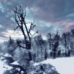 Bare trees against cloudy sky