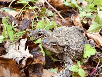 High angle view of frog on field
