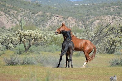 Horse standing on land