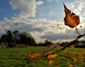 Close-up of dried maple leaf on land