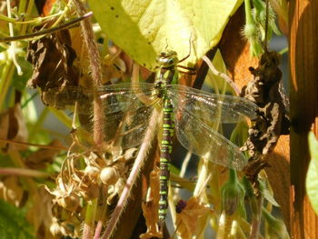 Close-up of spider on plant