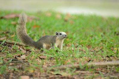 Side view of squirrel on land