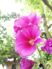 Close-up of pink flowering plant