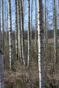 Pine trees in forest