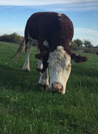 Cows grazing in field